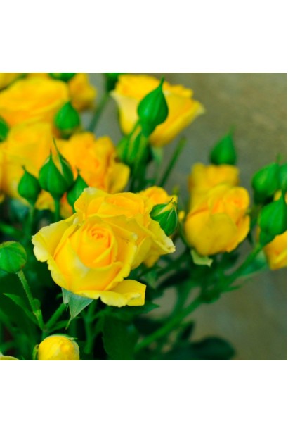 Жовті квіти троянди Yellow Baby крупним планом